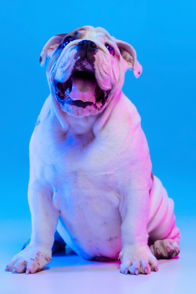 Большой английский бульдог на голубом фоне