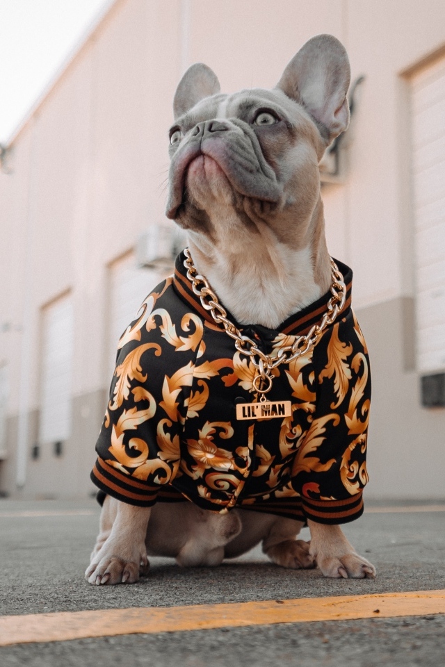 Большой французский бульдог в костюме с золотой цепью 