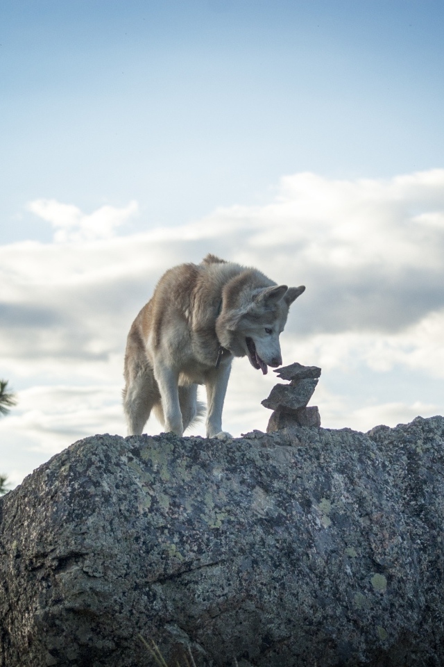 Большой сибирский хаски стоит на камне на фоне неба