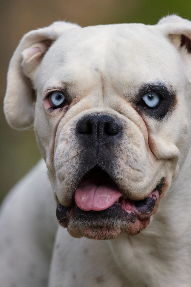 Большой белый немецкий боксер с голубыми глазами