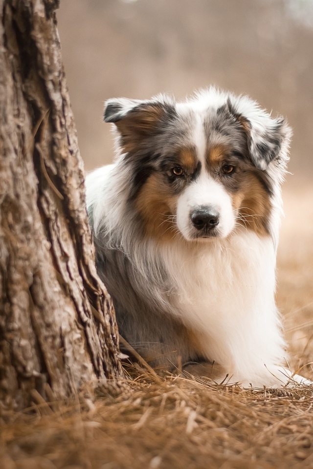 Маленькая австралийская овчарка у дерева в парке
