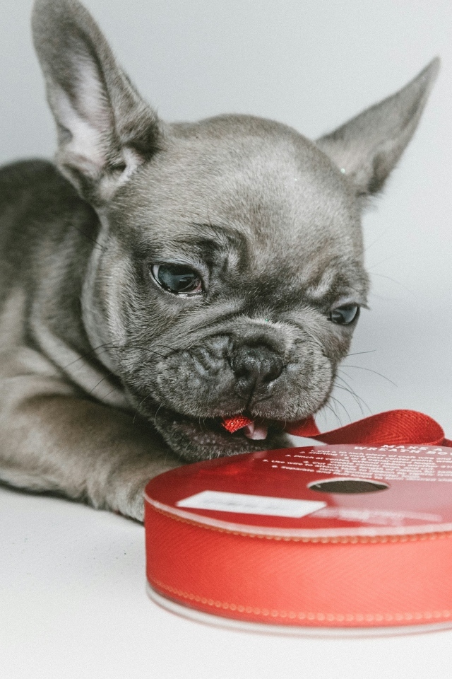 Маленький французский бульдог грызет ленту