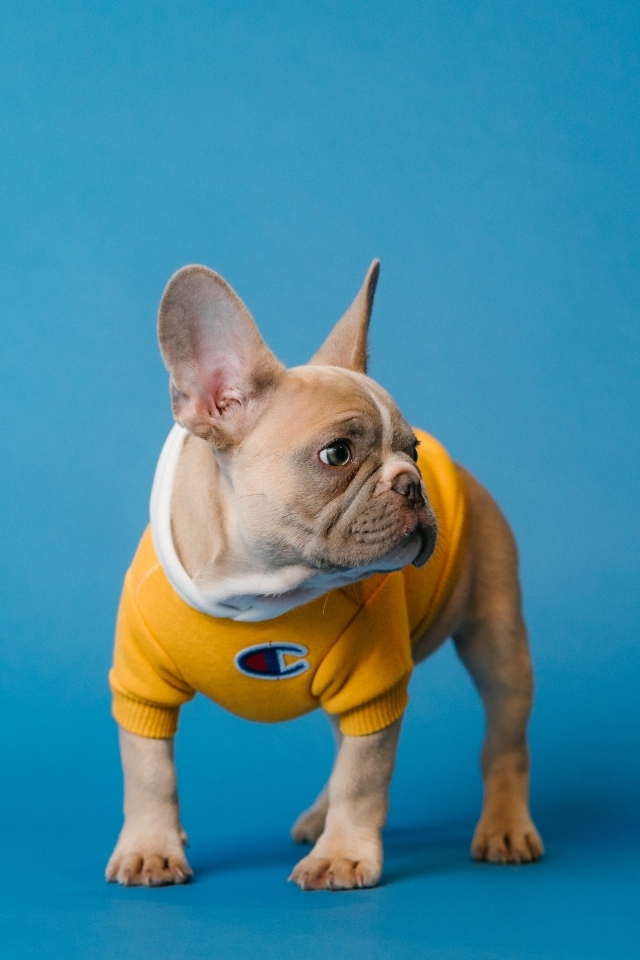 Маленький французский бульдог на голубом фоне