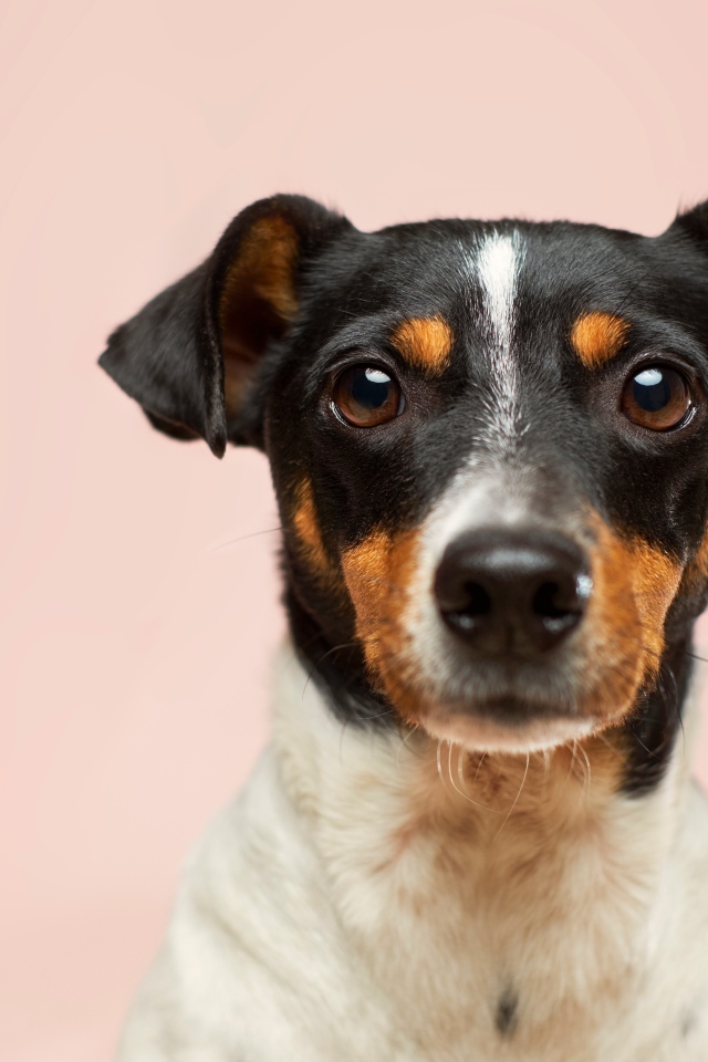 Маленький пес на розовом фоне