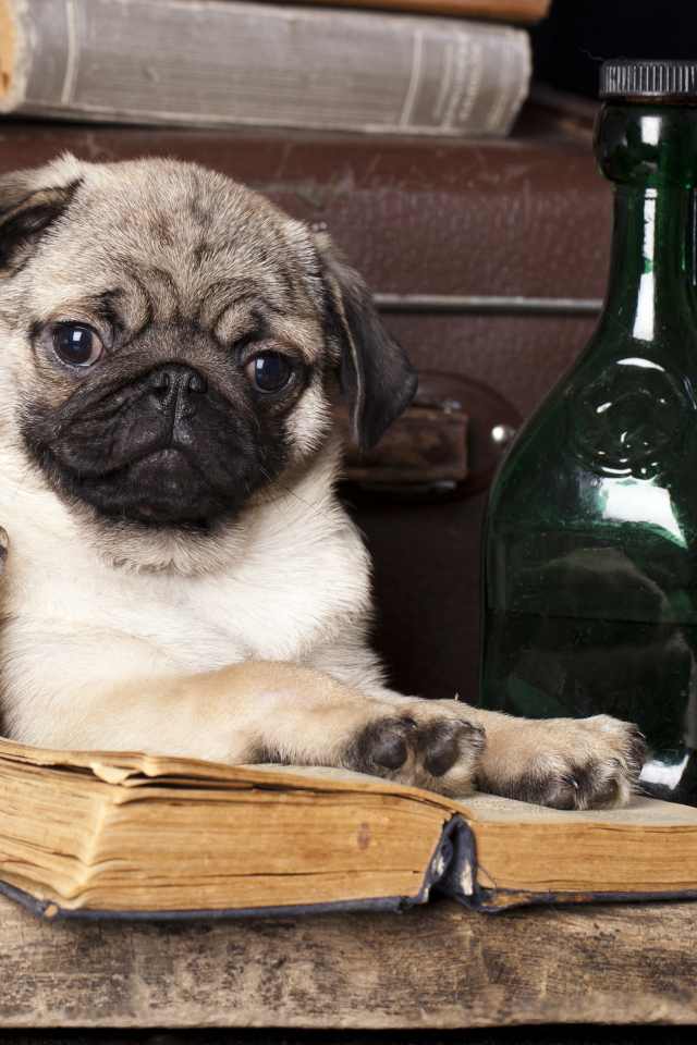 Маленький мопс с книгой и бутылками