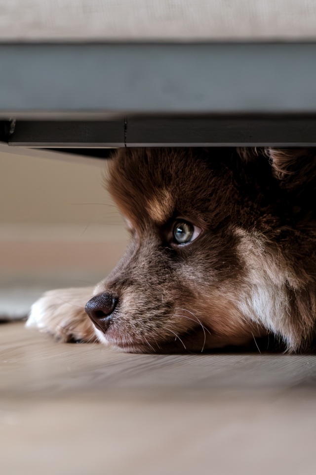 Маленький щенок прячется под кроватью