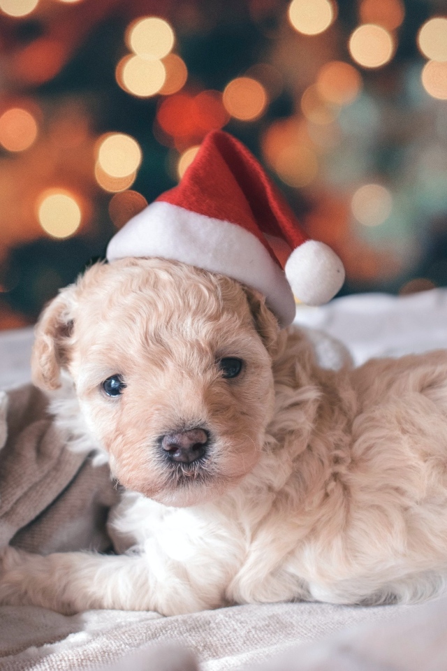 Маленький щенок в шапке Санта Клауса лежит на кровати 