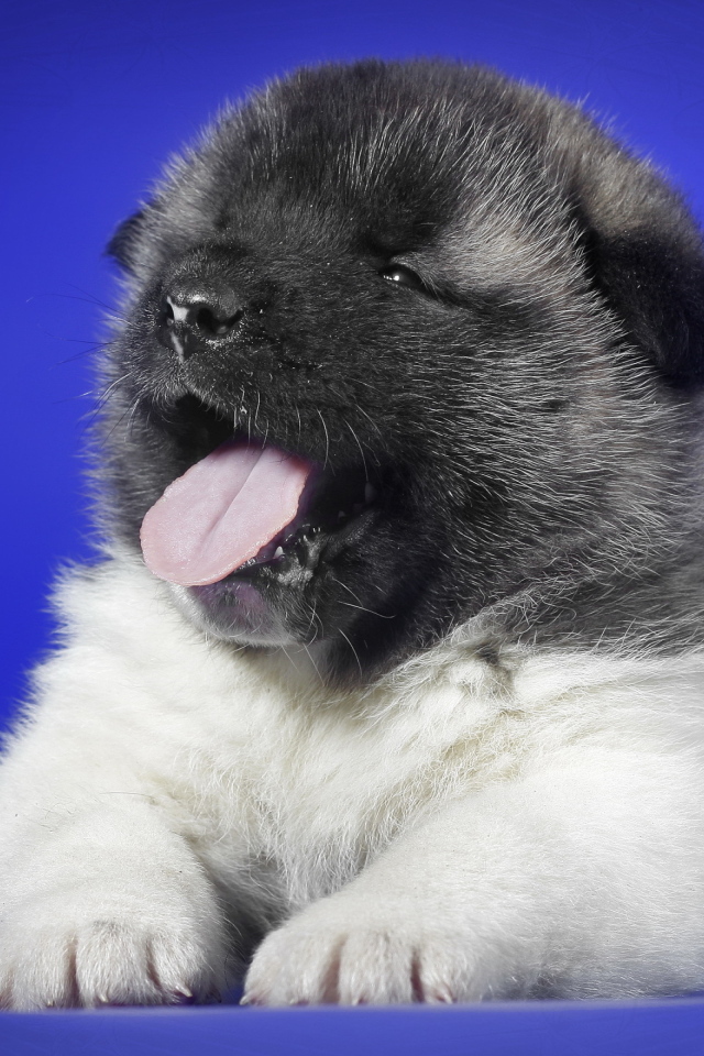 Маленький щенок с розовым языком зевает