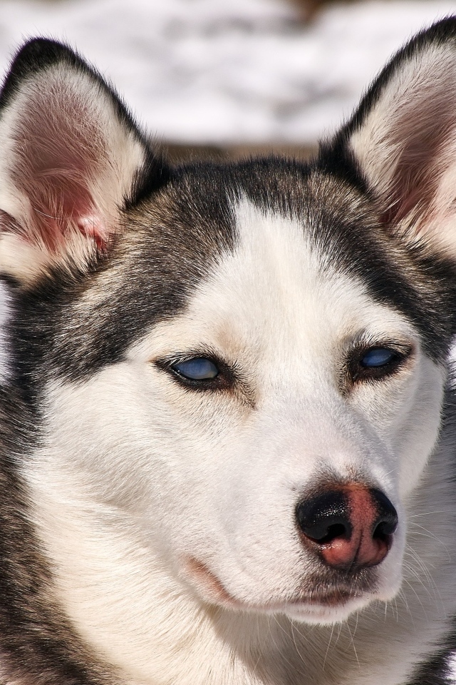 Морда голубоглазой хаски крупным планом