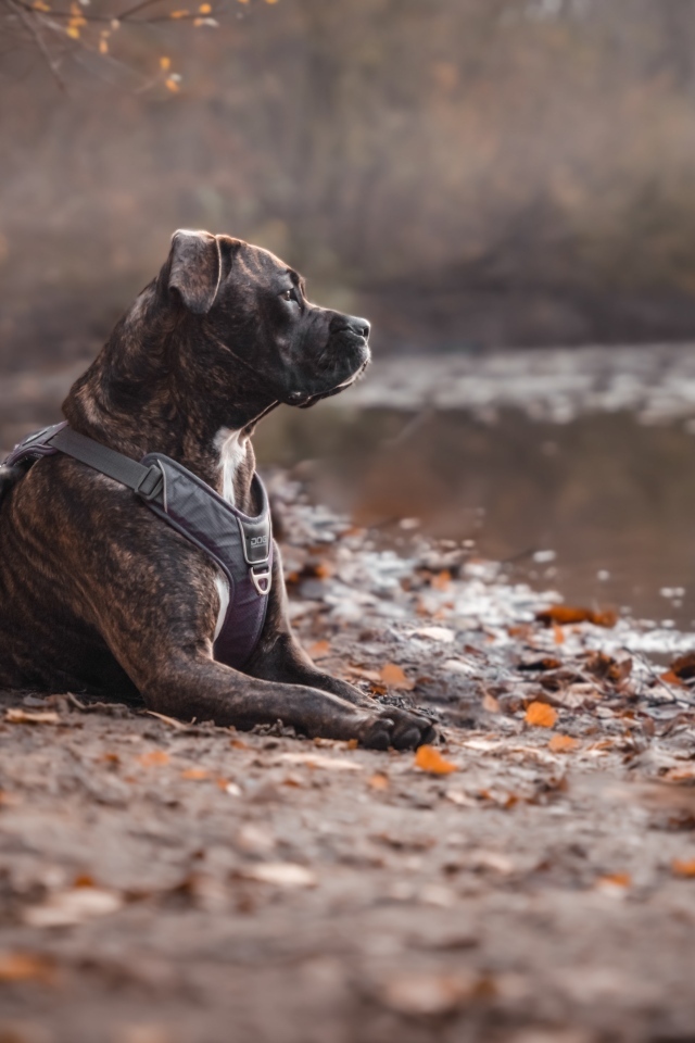 Питбуль лежит на берегу озера осенью