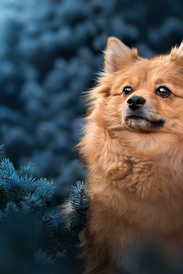 Померанский шпиц сидит в еловых ветках