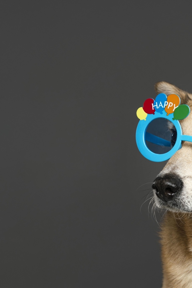 Рыжая собака в голубых очках на сером фоне