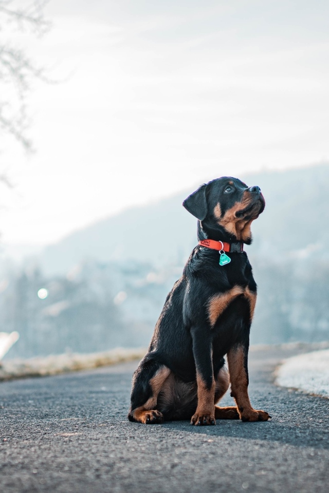 Ротвейлер сидит на дороге зимой