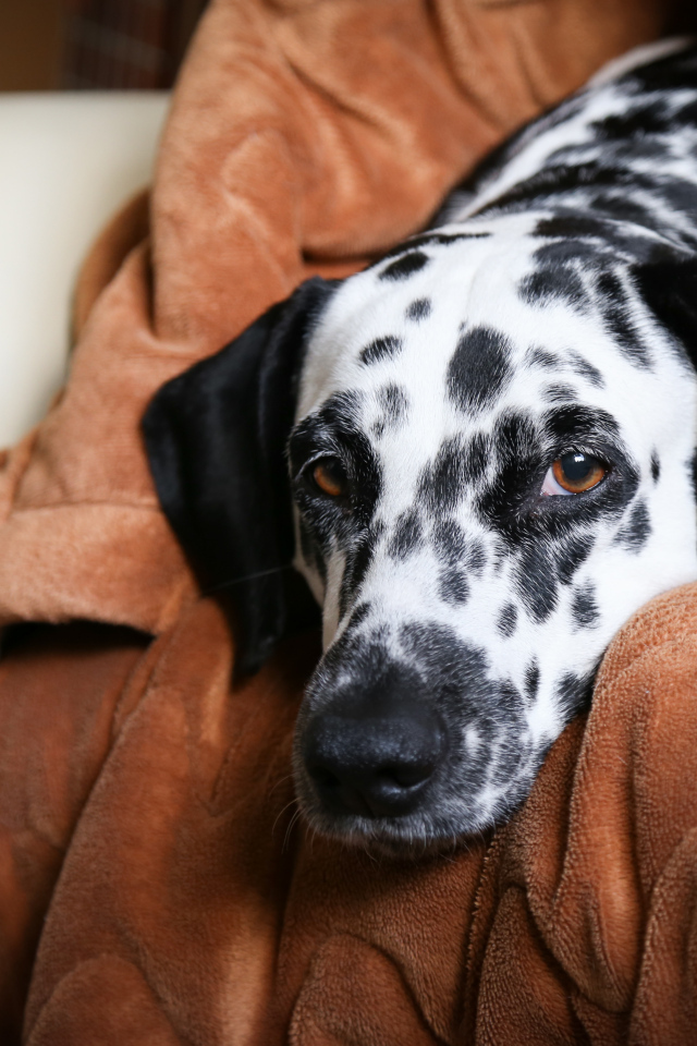 Грустный далматин лежит в кресле