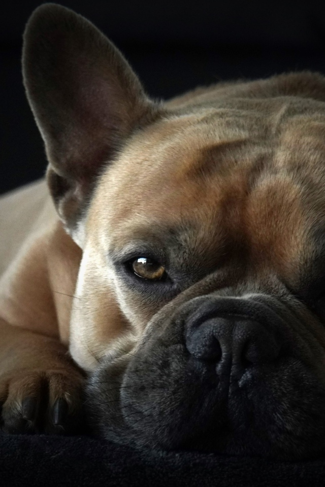 Грустный французский бульдог на черном фоне