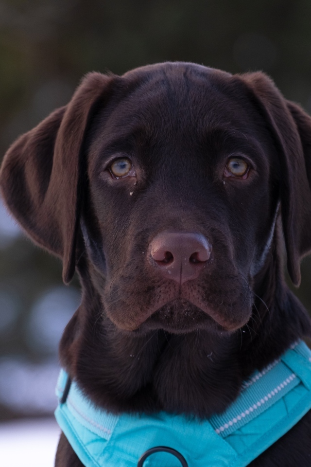 Грустный лабрадор зимой