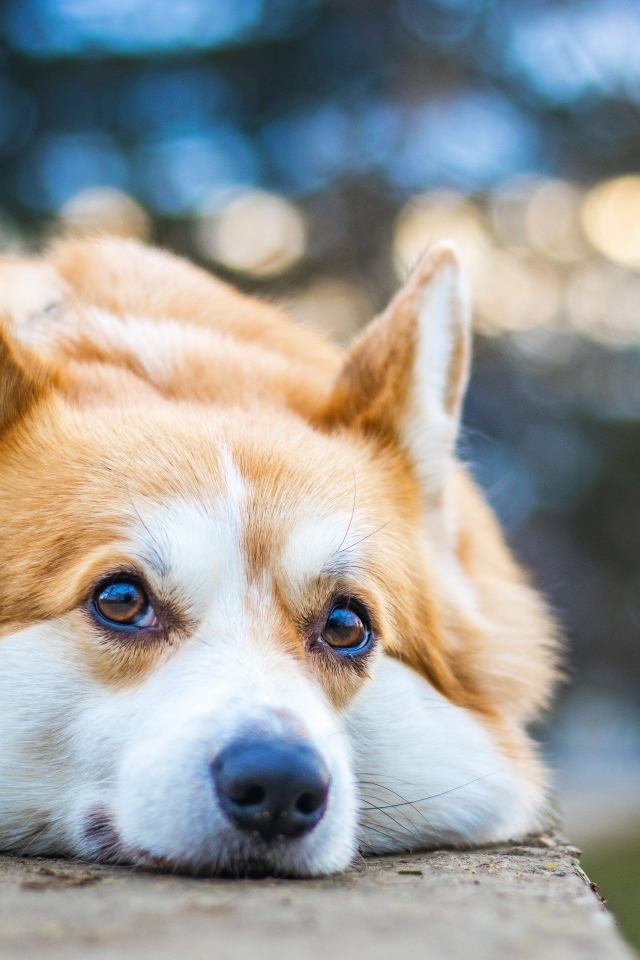 Грустный корги лежит на асфальте