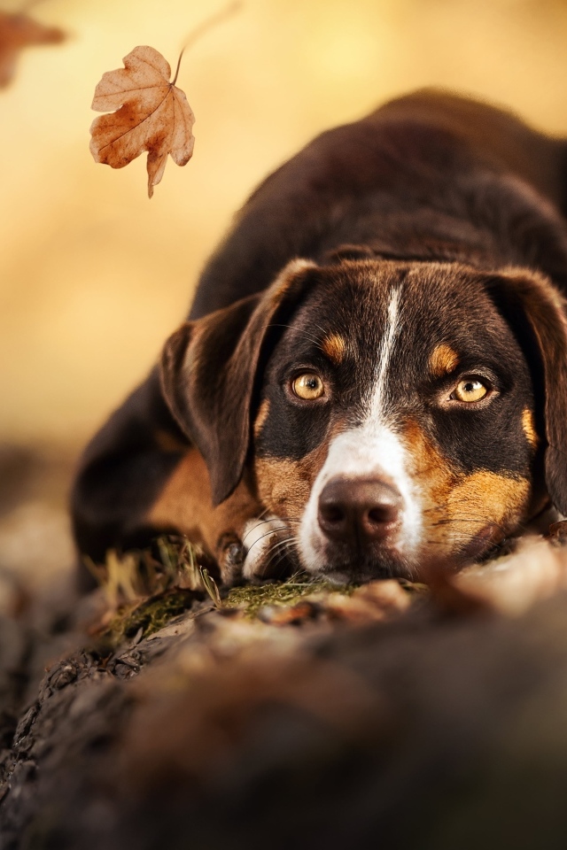 Грустная собака лежит на земле в парке