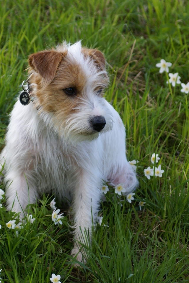 Грустный пес сидит в зеленой траве с зелеными цветами