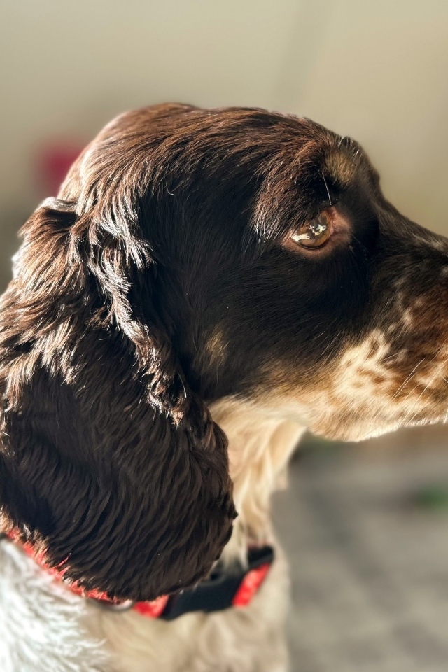 Грустные глаза у домашнего спаниеля