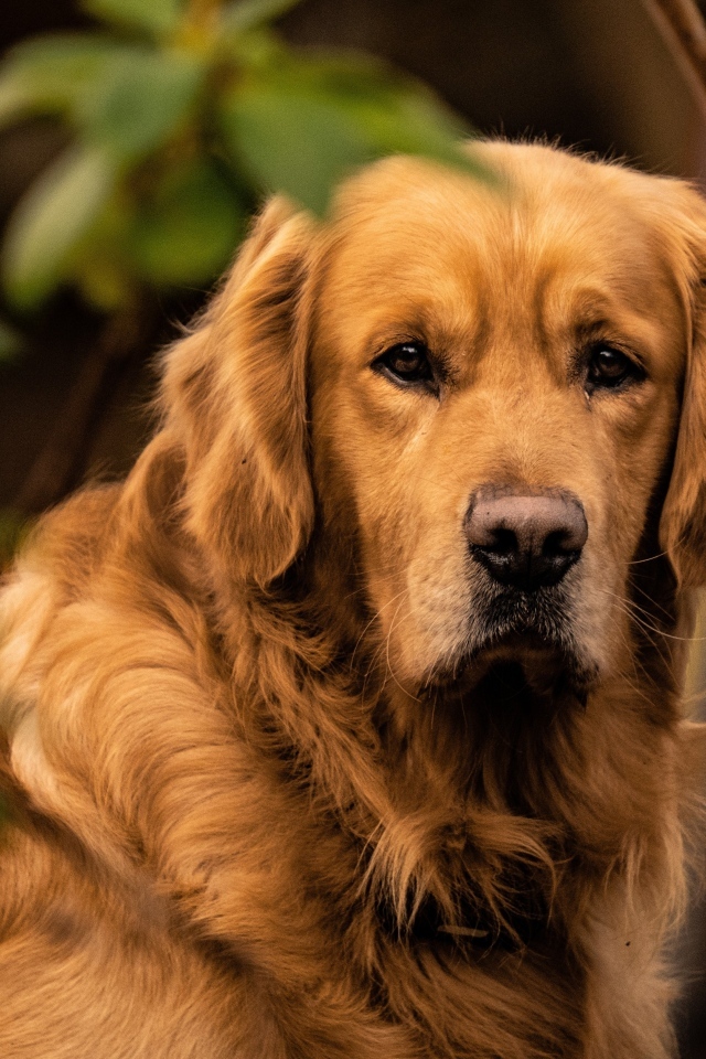 Грустный золотистый ретривер в зеленых листьях
