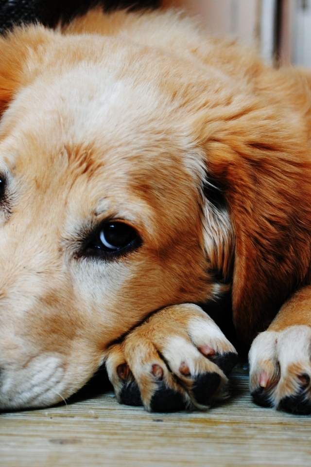 Грустный щенок золотистого ретривера лежит на полу