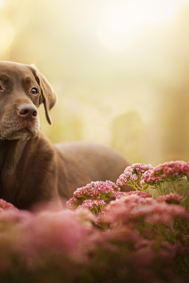 Грустный лабрадор в розовых цветах 