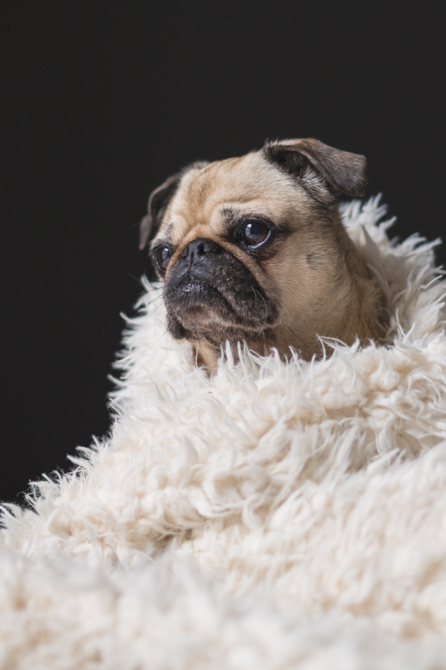 Грустный мопс укутан в белое меховое покрывало 