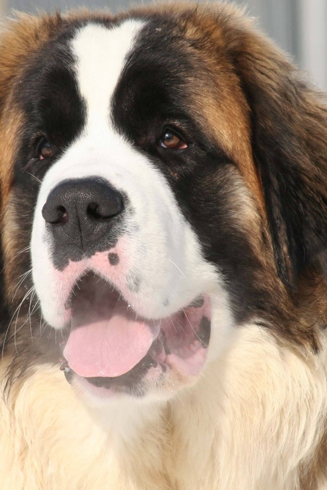 Собака породы сенбернар с высунутым языком