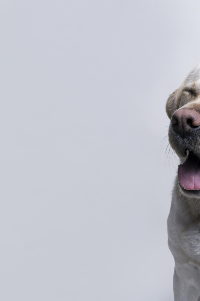 Довольный золотистый ретривер с закрытыми глазами на сером фоне