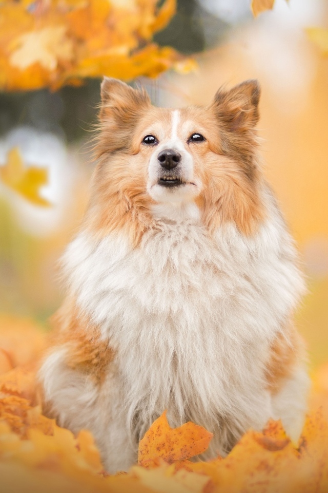 Шотландская овчарка сидит в осенних листьях