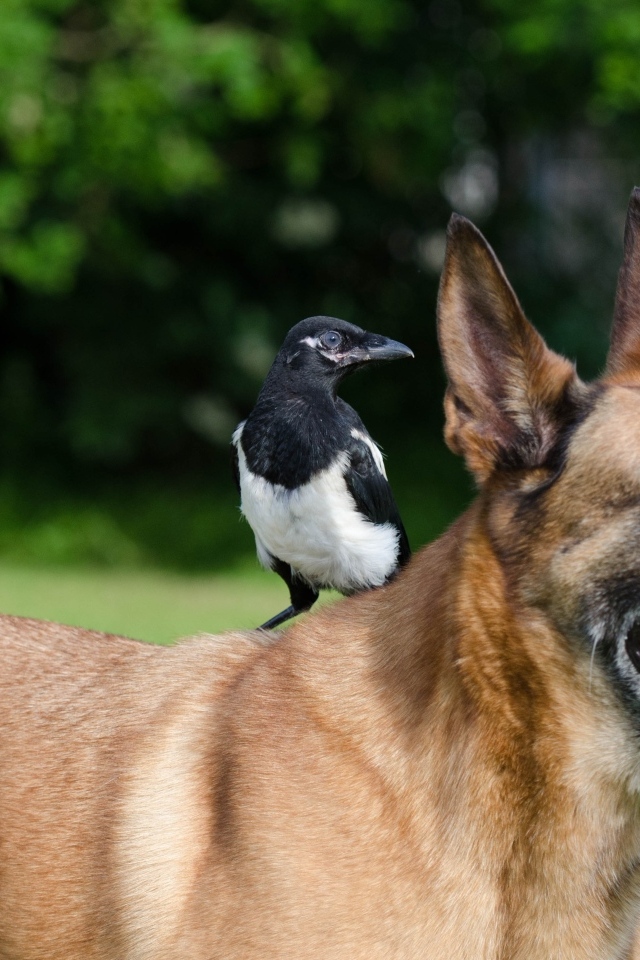 Овчарка с сорокой на спине