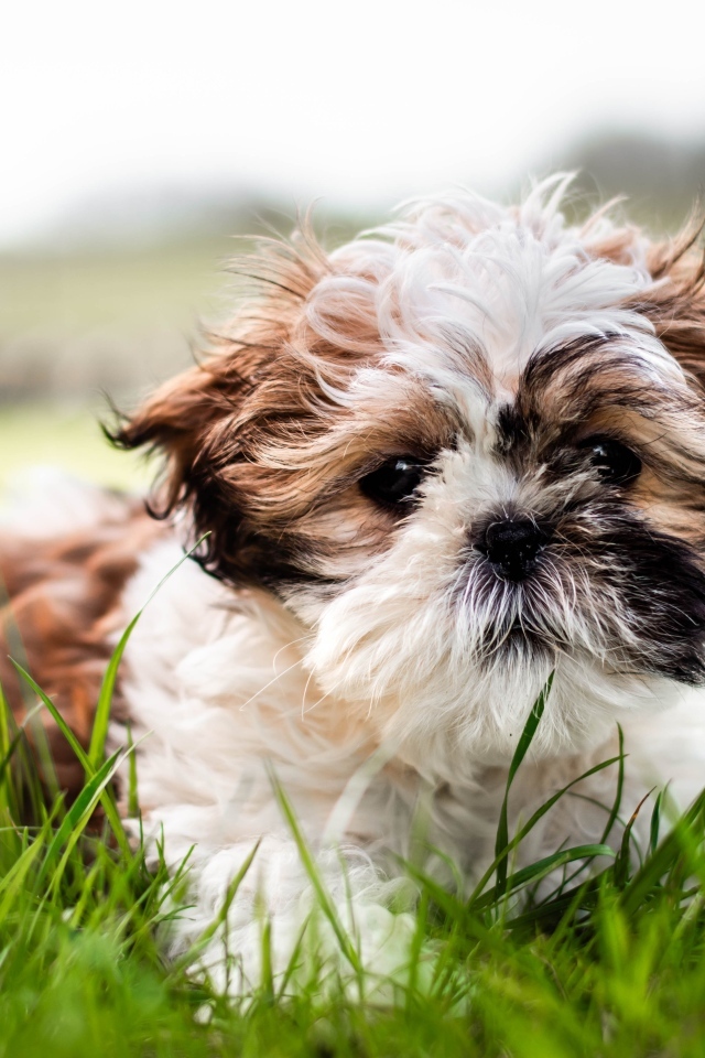 Собака породы ши-тцу лежит на зеленой траве