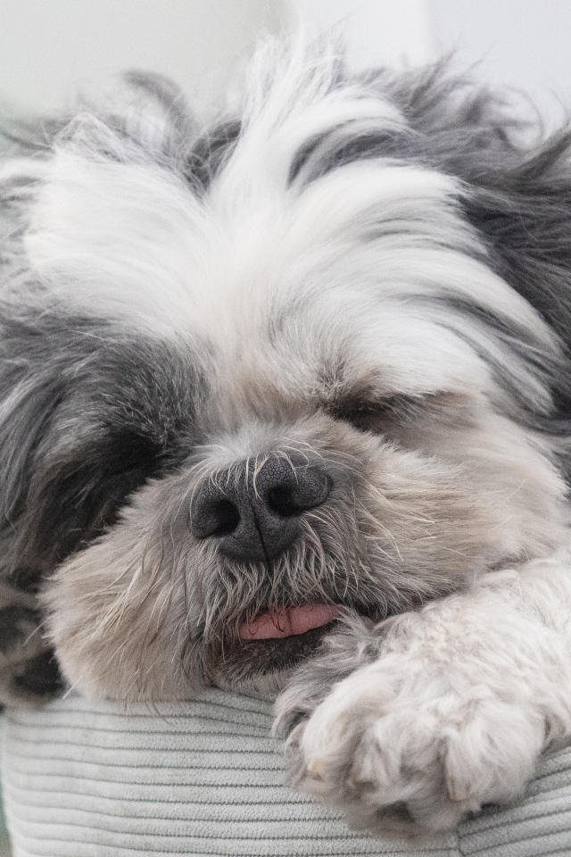 Собака породы ши-тцу спит на лежанке