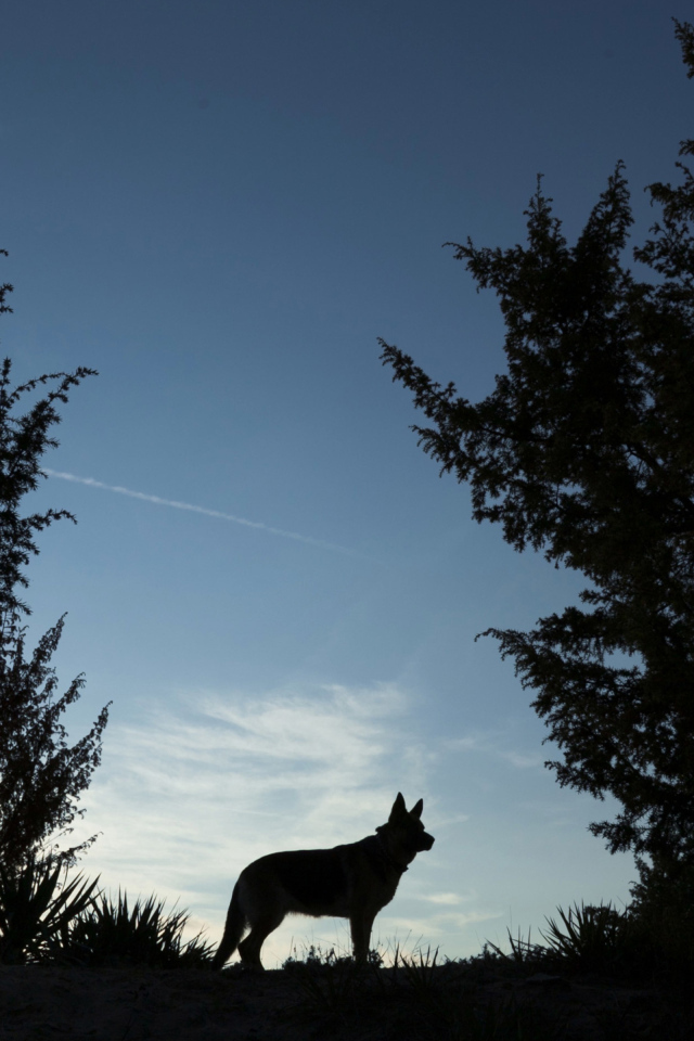 Силуэт немецкой овчарки на фоне неба ночью 