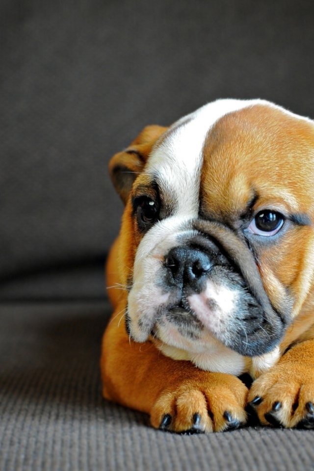 Маленький английский бульдог на сером фоне