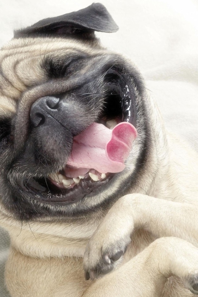 Улыбающаяся морда мопса с закрытыми глазами