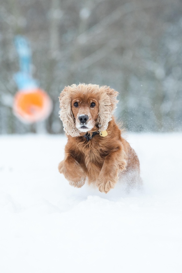 Собака спаниель бежит по белому снегу