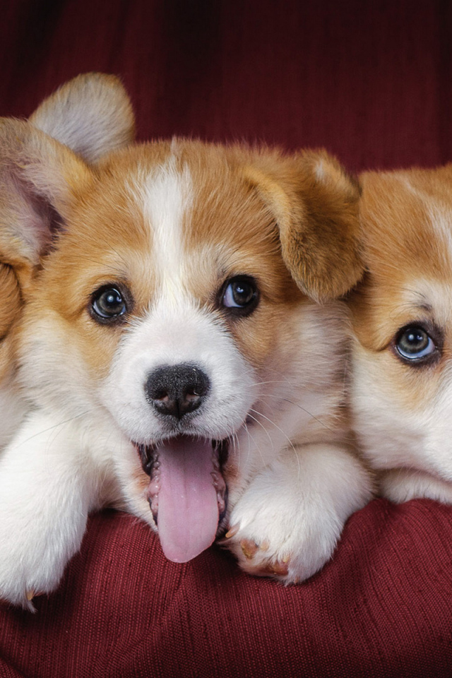 Три забавных щенка корги 