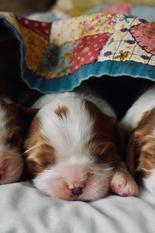 Три маленьких спящих щенка под одеялом
