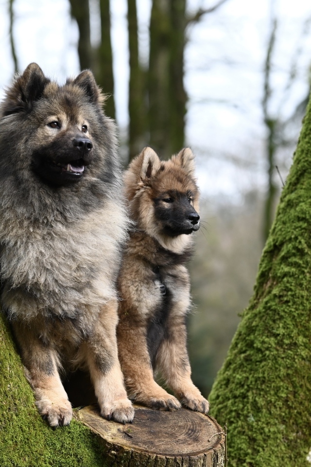 Две собаки породы евразийский плинн у дерева