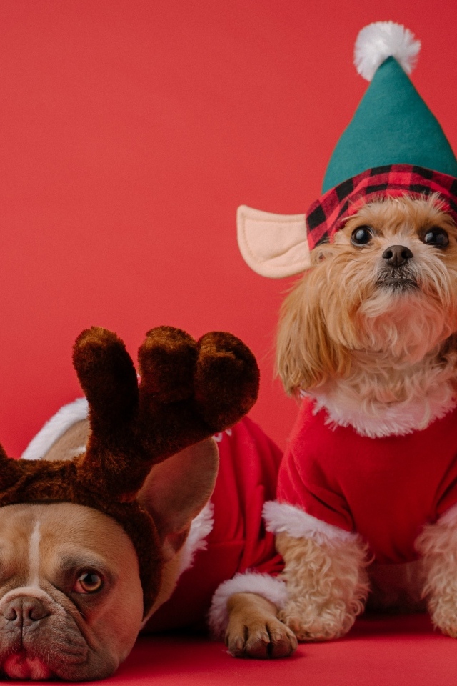 Две породистые собаки в новогодних костюмах на красном фоне