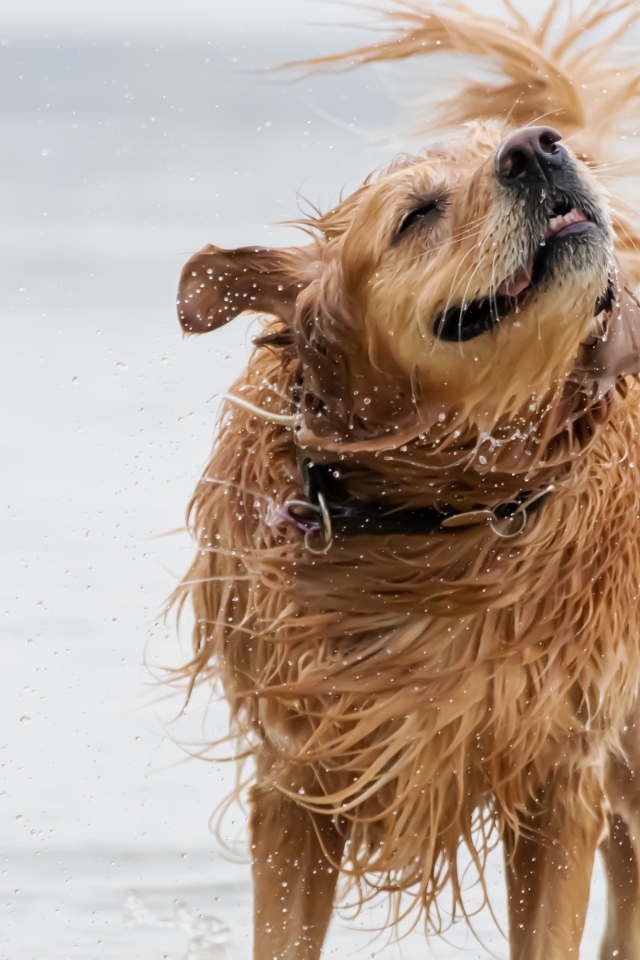 Мокрый золотистый ретривер в воде