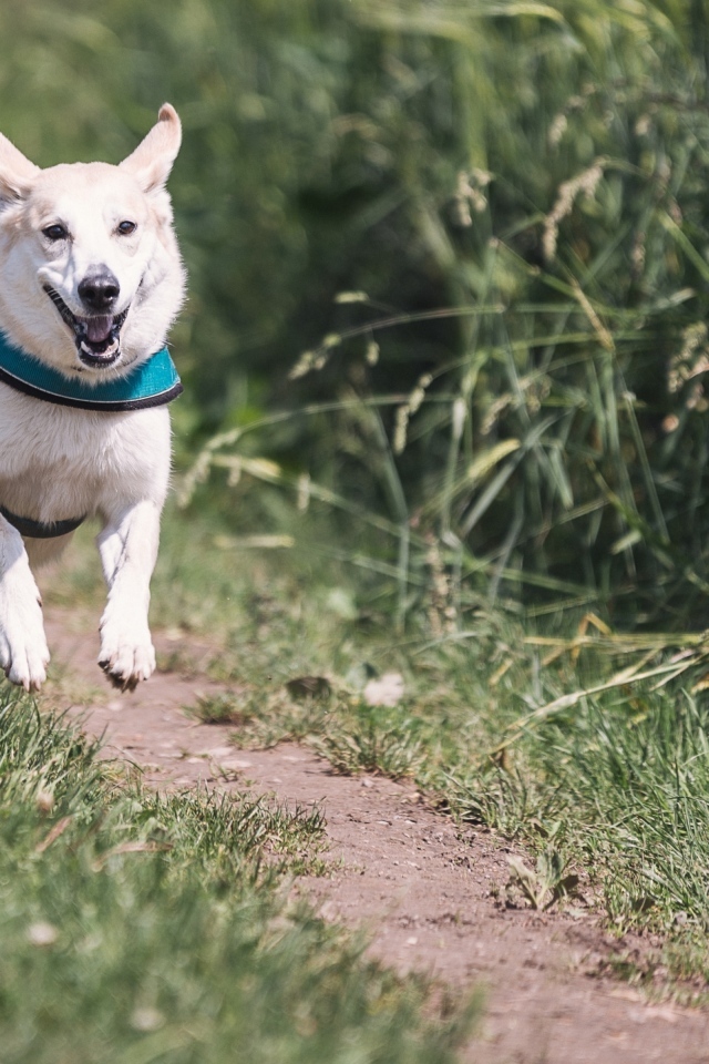 Белая собака бежит по тропинке