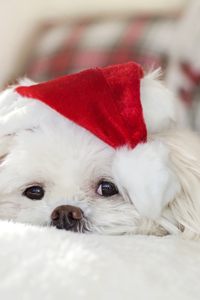 Белая собака с новогодним колпаком на голове