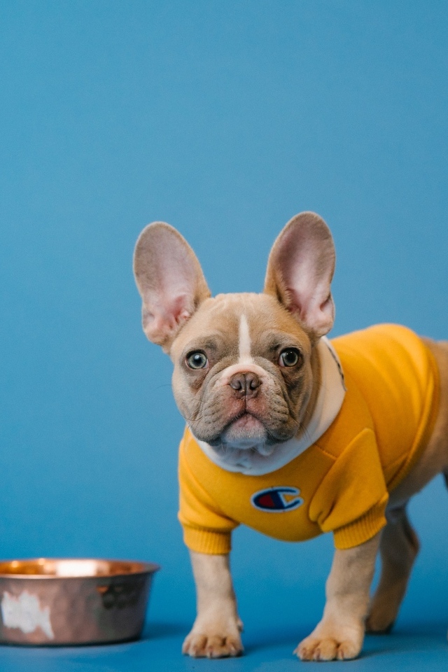 Молодой французский бульдог с миской на голубом фоне