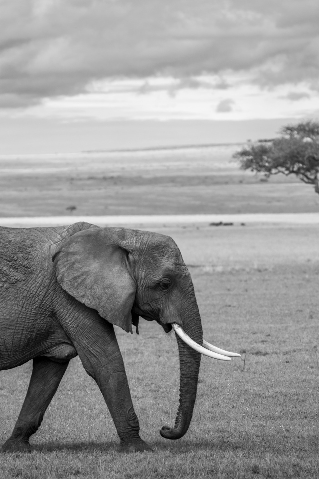 Большой серый слон в Африке