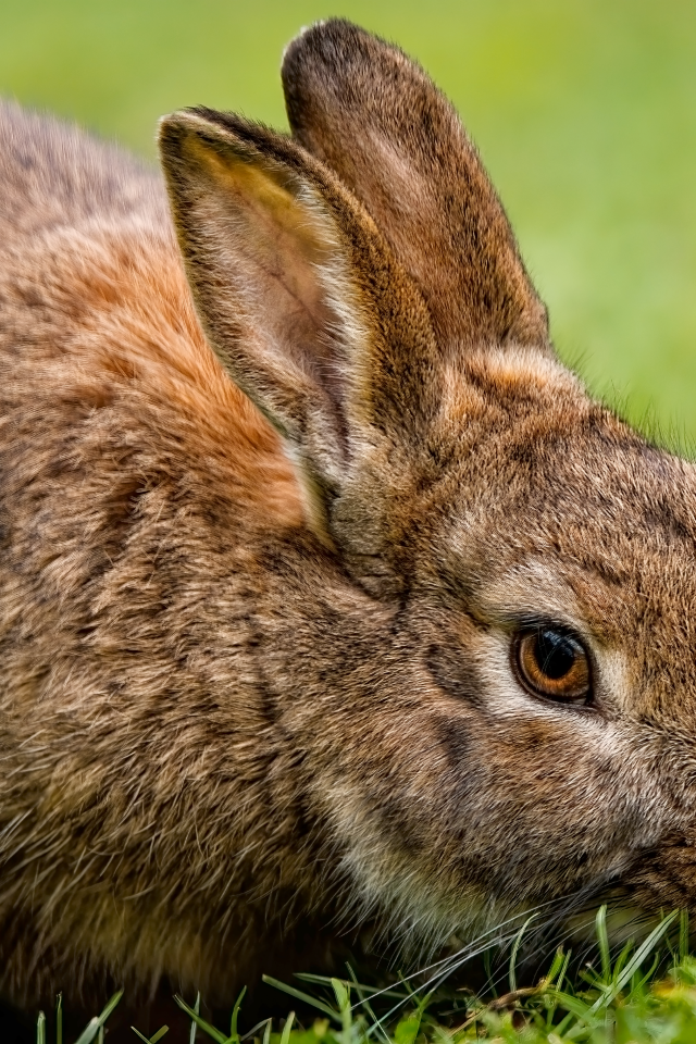 Серый кролик на зеленой траве
