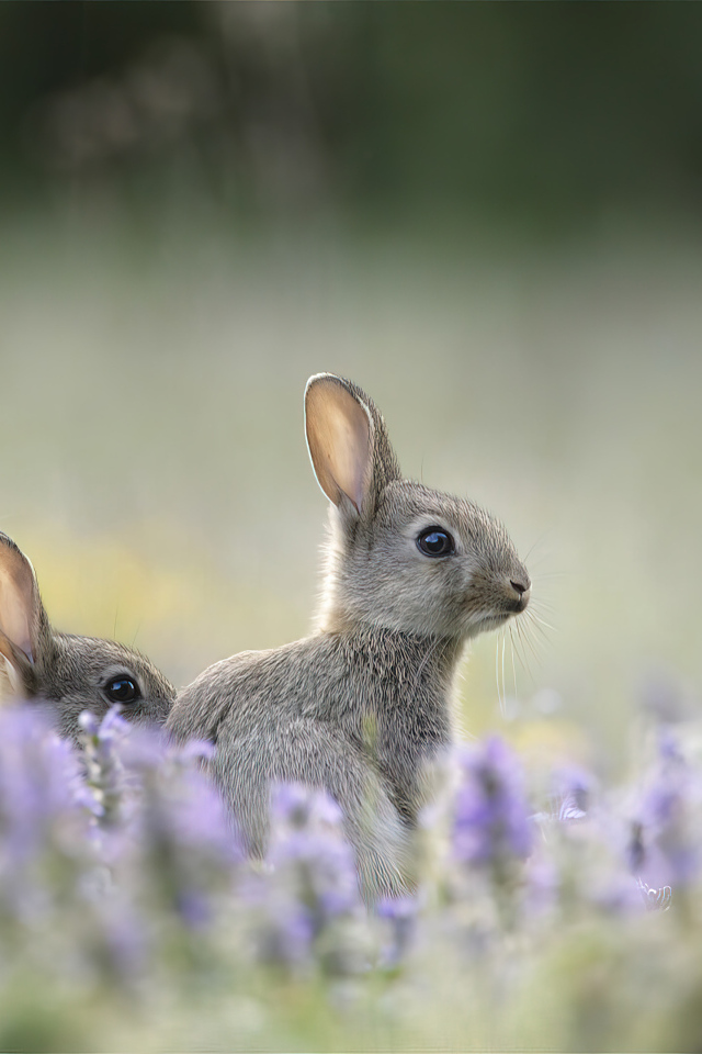Зайцы прячутся в цветах