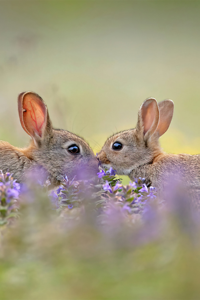 Два милых зайца в цветах 